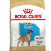 ROYAL CANIN® Boxer Puppy Dry Food -Deals Dog Tug Toy Store cmj0iblvs86007dhwhqv