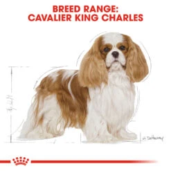 ROYAL CANIN® Cavalier King Charles Adult Dry Dog Food -Deals Dog Tug Toy Store wob48sb0yr4n27uqquxl